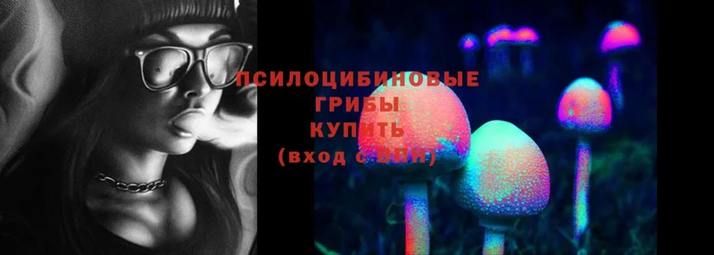 купить   площадка формула  Галлюциногенные грибы Psilocybine cubensis  Агрыз 